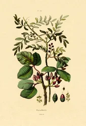 Pistacho